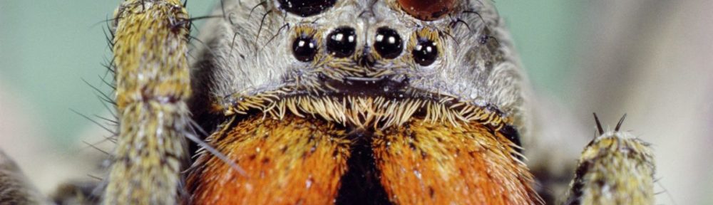 Comprendre l'arachnophobie ou la peur des araignées - Obsession ...